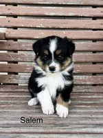 Salem, a female Miniature Australian Shepherd for sale in Stephenville, TX – 1 of 5
