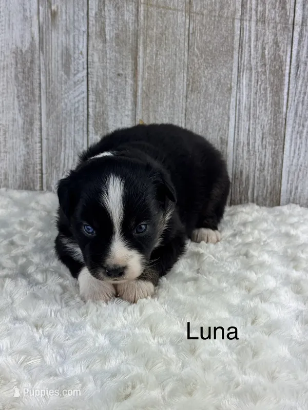 Luna – Miniature Aussiedoodle puppy for sale in Stephenville, TX
