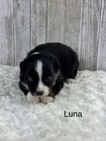Luna, a male Miniature Aussiedoodle for sale in Stephenville, TX – 1 of 3