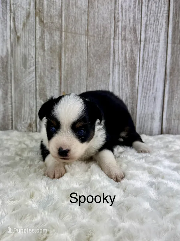 Spooky – Miniature Aussiedoodle puppy for sale in Stephenville, TX