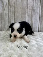 Spooky, a female Miniature Aussiedoodle for sale in Stephenville, TX – 1 of 3