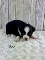 Boo, a male Miniature Aussiedoodle for sale in Stephenville, TX – 2 of 3