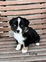 Luna, a female Miniature Australian Shepherd for sale in Stephenville, TX – 3 of 6