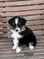 Salem, a female Miniature Australian Shepherd for sale in Stephenville, TX – 2 of 5