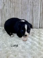 Luna, a male Miniature Aussiedoodle for sale in Stephenville, TX – 3 of 3