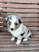 Binx, a male Miniature Australian Shepherd for sale in Stephenville, TX – 4 of 6