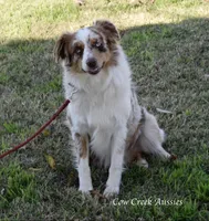Spooky, a female Miniature Australian Shepherd for sale in Stephenville, TX – 6 of 6