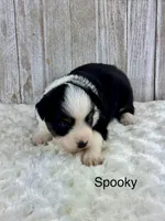 Spooky, a female Miniature Aussiedoodle for sale in Stephenville, TX – 2 of 3