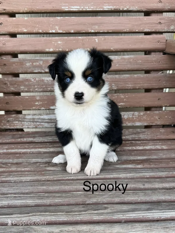 Spooky – Miniature Australian Shepherd puppy for sale in Stephenville, TX