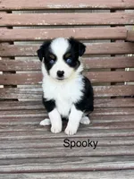 Spooky, a female Miniature Australian Shepherd for sale in Stephenville, TX – 1 of 6