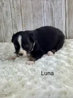 Luna, a male Miniature Aussiedoodle for sale in Stephenville, TX – 2 of 3
