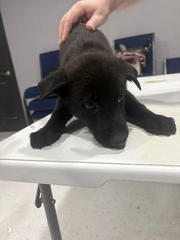 Shadow – German Shepherd Dog, Dutch Shepherd puppy for sale in Myrtle, MO