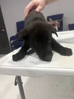 Shadow, a male German Shepherd Dog and Dutch Shepherd for sale in Myrtle, MO – 1 of 2