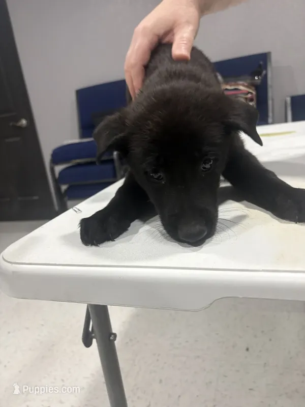 Rocky – German Shepherd Dog, Dutch Shepherd puppy for sale in Myrtle, MO