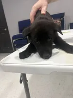 Rocky, a male German Shepherd Dog and Dutch Shepherd for sale in Myrtle, MO – 1 of 1
