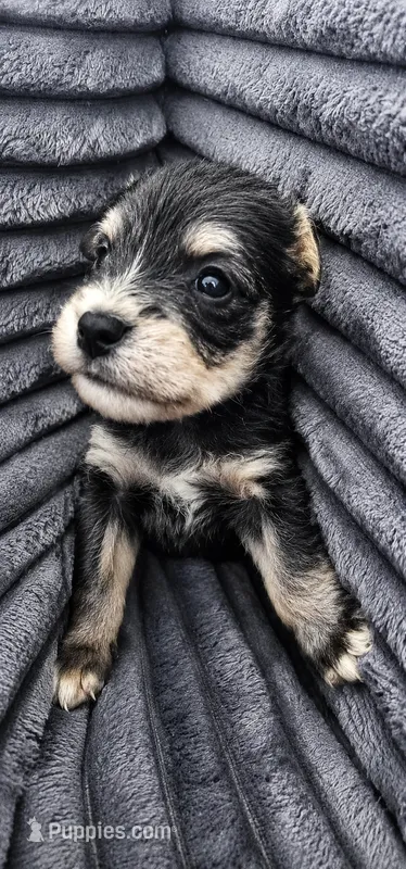 Zip – Miniature Schnauzer puppy for sale in Ferndale, WA