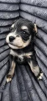 Zip, a male Miniature Schnauzer for sale in Ferndale, WA – 1 of 1