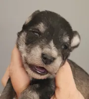 Zip, a male Miniature Schnauzer for sale in Ferndale, WA – 2 of 2