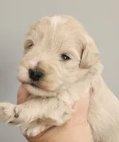 Sully, a male Miniature Schnauzer for sale in Ferndale, WA – 2 of 2