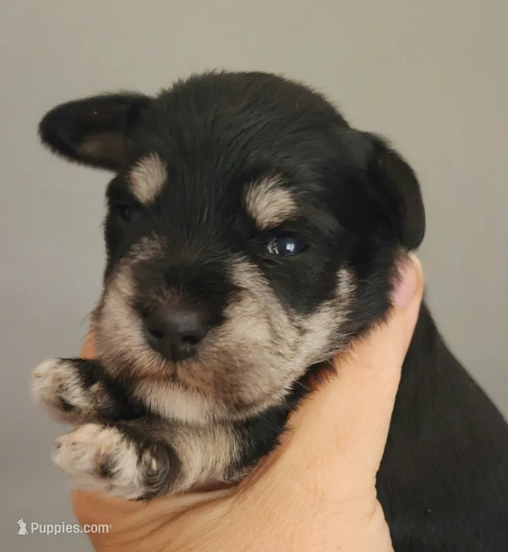 Zira – Miniature Schnauzer puppy for sale in Ferndale, WA