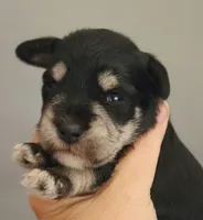 Zira, a female Miniature Schnauzer for sale in Ferndale, WA – 1 of 1