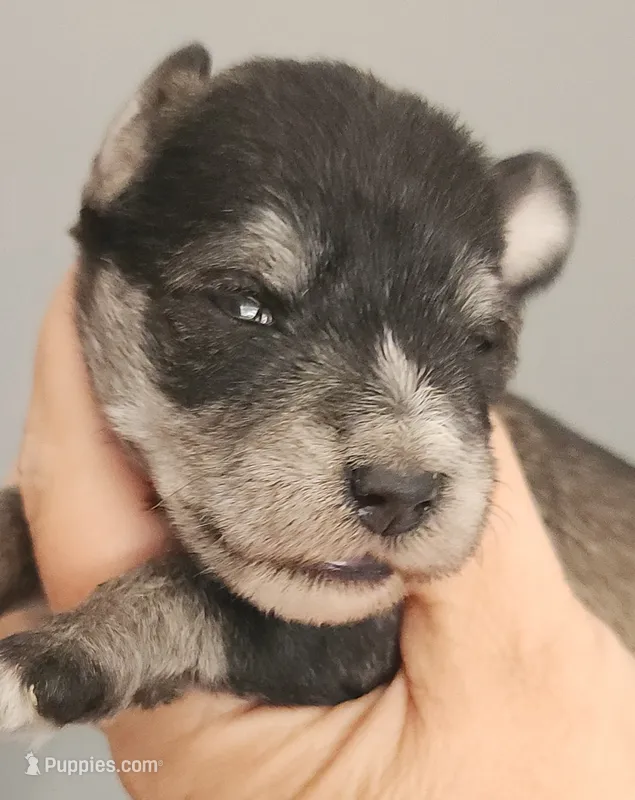 Zip – Miniature Schnauzer puppy for sale in Ferndale, WA