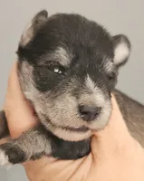 Zip, a male Miniature Schnauzer for sale in Ferndale, WA – 1 of 2