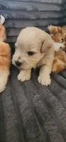 Hank, a male Miniature Schnauzer for sale in Ferndale, WA – 1 of 1