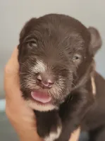 Zara, a female Miniature Schnauzer for sale in Ferndale, WA – 1 of 2