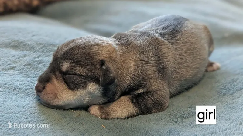 Elsa – Miniature Schnauzer puppy for sale in Ferndale, WA