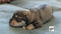 Elsa, a female Miniature Schnauzer for sale in Ferndale, WA – 1 of 1