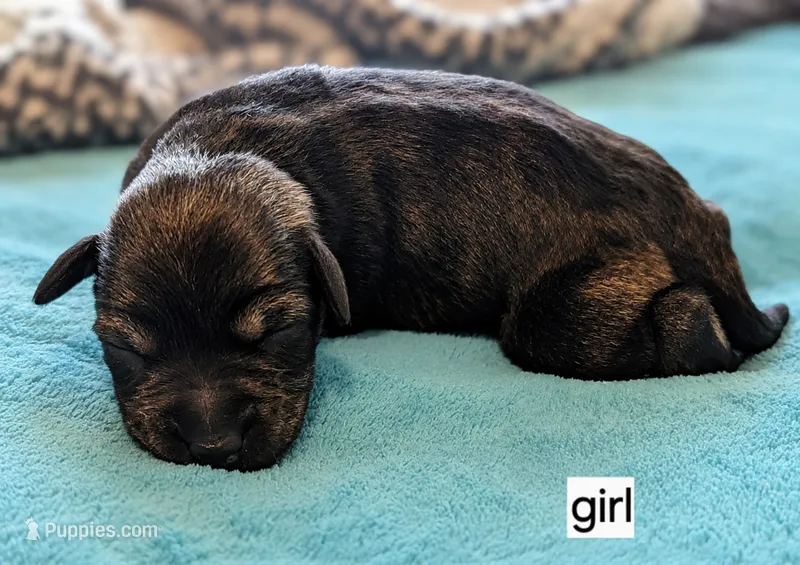 Elizabeth  – Miniature Schnauzer puppy for sale in Ferndale, WA