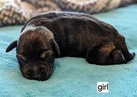 Elizabeth , a female Miniature Schnauzer for sale in Ferndale, WA – 1 of 1