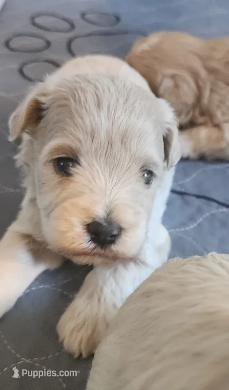 Crystal  – Miniature Schnauzer puppy for sale in Ferndale, WA