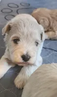 Crystal , a female Miniature Schnauzer for sale in Ferndale, WA – 1 of 3