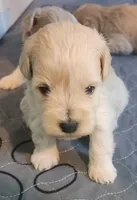Crystal , a female Miniature Schnauzer for sale in Ferndale, WA – 2 of 3