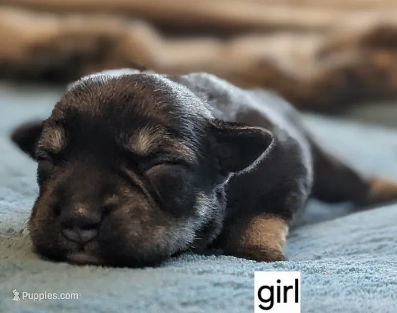 Emily – Miniature Schnauzer puppy for sale in Ferndale, WA