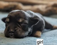 Emily, a female Miniature Schnauzer for sale in Ferndale, WA – 1 of 1