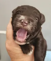 Zara, a female Miniature Schnauzer for sale in Ferndale, WA – 2 of 2