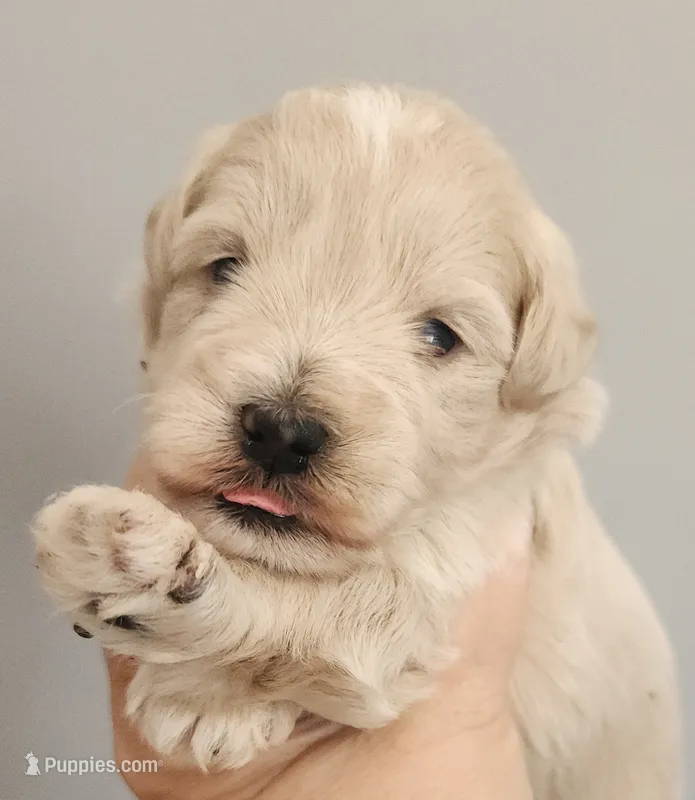 Sully – Miniature Schnauzer puppy for sale in Ferndale, WA