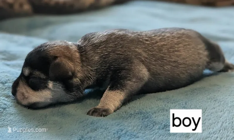 Eli – Miniature Schnauzer puppy for sale in Ferndale, WA