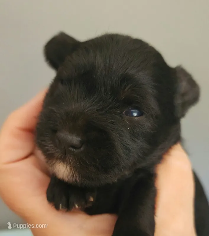 Ziggy  – Miniature Schnauzer puppy for sale in Ferndale, WA