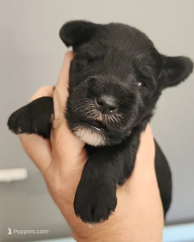 Zoey – Miniature Schnauzer puppy for sale in Ferndale, WA