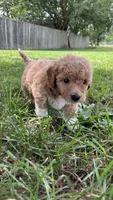 Zinnia, a female Bichpoo for sale in Arthur, IL – 4 of 4