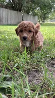 Molly, a female Bichpoo for sale in Arthur, IL – 3 of 4