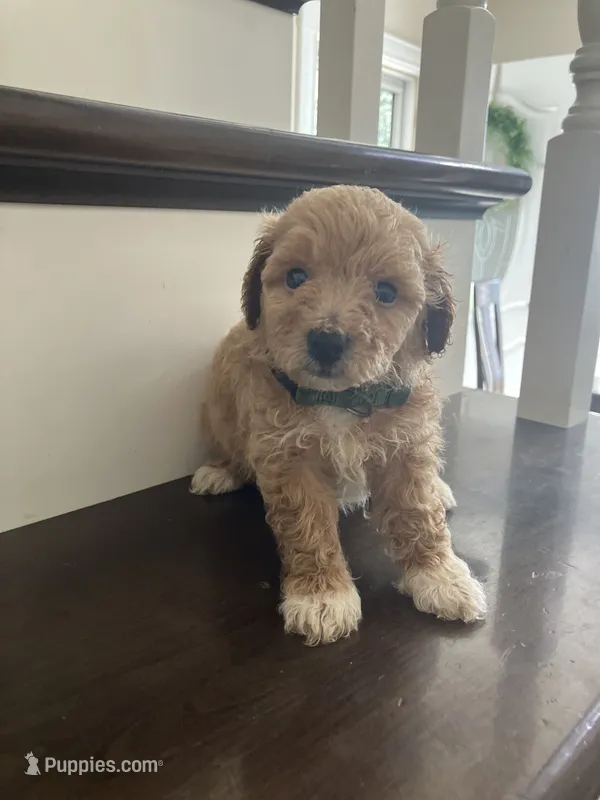 Sprinkles – Bichpoo puppy for sale in Arthur, IL