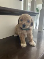 Sprinkles, a female Bichpoo for sale in Arthur, IL – 1 of 3