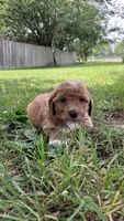 Hundley, a male Bichpoo for sale in Arthur, IL – 3 of 5