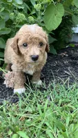Pretzel , a male Bichpoo for sale in Arthur, IL – 2 of 4