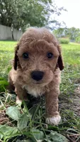 Pretzel , a male Bichpoo for sale in Arthur, IL – 3 of 4